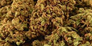 Attēlu rezultāti vaicājumam “Oxycoccus bud”