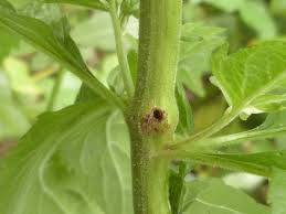 Attēlu rezultāti vaicājumam “Adaina microdactyla”