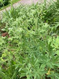 Attēlu rezultāti vaicājumam “Potentilla reptans leaf”