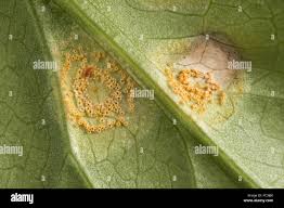 Attēlu rezultāti vaicājumam “Puccinia sessilis”