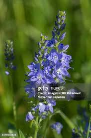 Attēlu rezultāti vaicājumam “Veronica austriaca subsp. teucrium bud”