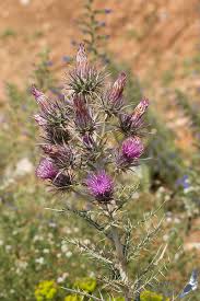 Image result for Ptilostemon afer