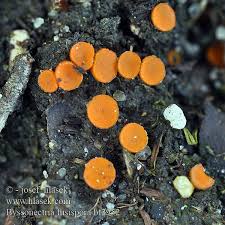 Attēlu rezultāti vaicājumam “Byssonectria fusispora”