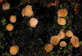 Attēlu rezultāti vaicājumam “Bactridium flavum”