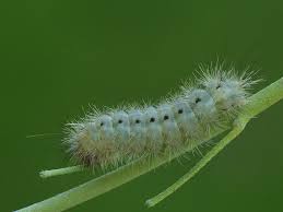 Attēlu rezultāti vaicājumam “Zygaena minos”