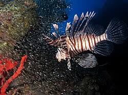 Image result for Pterois miles
