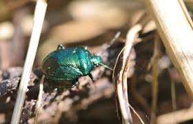 Attēlu rezultāti vaicājumam “Zicrona caerulea nymph”