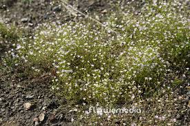Attēlu rezultāti vaicājumam “Gypsophila muralis”