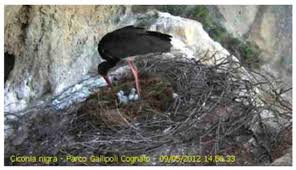Attēlu rezultāti vaicājumam “Ciconia ciconia nest”