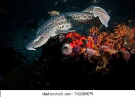 Image result for Poroderma pantherinum