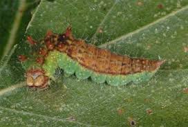 Attēlu rezultāti vaicājumam “Drepana falcataria”