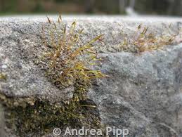 Attēlu rezultāti vaicājumam “Pottiales”