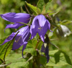 Attēlu rezultāti vaicājumam “Campanula latifolia fruit”