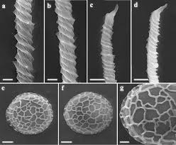 Attēlu rezultāti vaicājumam “Oligonema favogineum spores”
