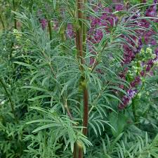 Attēlu rezultāti vaicājumam “Thalictrum lucidum”
