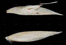 Attēlu rezultāti vaicājumam “Corynephorus canescens leaf”