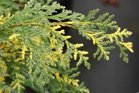 Attēlu rezultāti vaicājumam “Chamaecyparis lawsoniana”