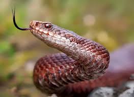 Attēlu rezultāti vaicājumam “Vipera berus adult”