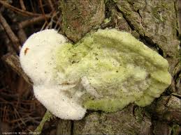 Attēlu rezultāti vaicājumam “Diplomitoporus flavescens”