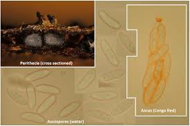 Attēlu rezultāti vaicājumam “Chionaspis salicis”