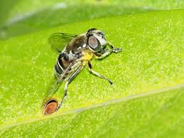 Attēlu rezultāti vaicājumam “Eristalis sp.”