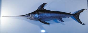 Image result for Xiphias gladius