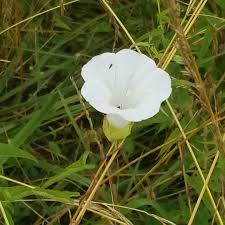Attēlu rezultāti vaicājumam “Calystegia inflata”