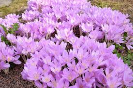 Attēlu rezultāti vaicājumam “Colchicum autumnale”