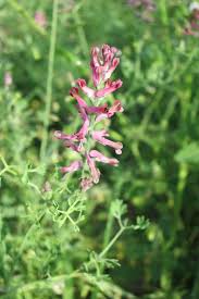 Attēlu rezultāti vaicājumam “Fumaria officinalis leaf”