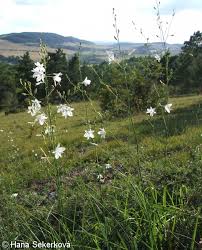 Attēlu rezultāti vaicājumam “Anthericum ramosum”