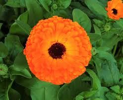 Image result for Calendula officinalis