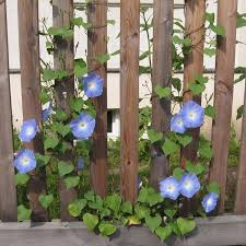 Image result for Ipomoea Heavenly Blue