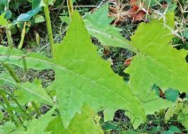 Attēlu rezultāti vaicājumam “Mycelis muralis”