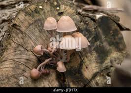Attēlu rezultāti vaicājumam “Mycena purpureofusca”