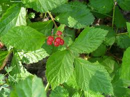 Attēlu rezultāti vaicājumam “Rubus saxatilis fruit”
