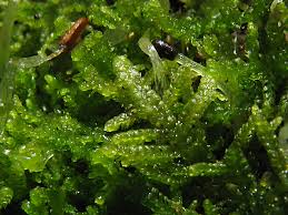 Attēlu rezultāti vaicājumam “Lepidozia reptans”