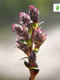 Attēlu rezultāti vaicājumam “Salix repens subsp. rosmarinifolia”