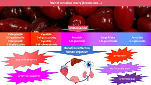 Attēlu rezultāti vaicājumam “Cornus mas fruit”