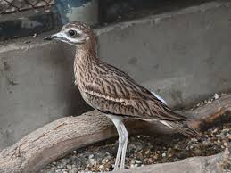 Image result for Burhinus oedicnemus