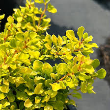 Attēlu rezultāti vaicājumam “Berberis thunbergii flower”