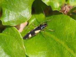 Attēlu rezultāti vaicājumam “Dryophilocoris flavoquadrimaculatus imago”