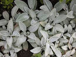 Attēlu rezultāti vaicājumam “Stachys officinalis leaf”