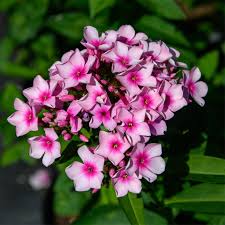 Image result for Phlox paniculata `Bright Eyes`