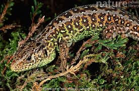 Attēlu rezultāti vaicājumam “Lacerta agilis male”
