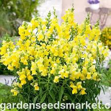 Image result for Antirrhinum majus maximum