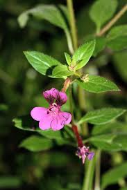 Attēlu rezultāti vaicājumam “Lythraceae”