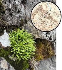 Attēlu rezultāti vaicājumam “Asplenium viride”