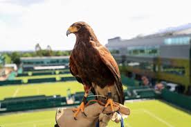 Image result for Wimbledon Hawks