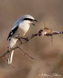 Attēlu rezultāti vaicājumam “Lanius excubitor adult”