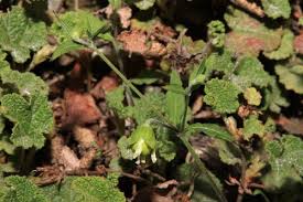 Attēlu rezultāti vaicājumam “Silene baccifera fruit”